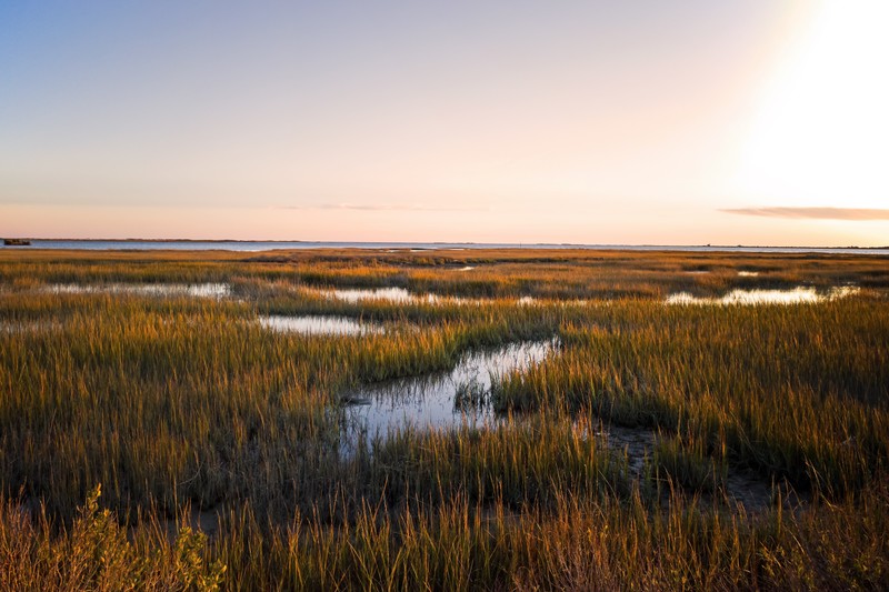 Saltwater Marsh