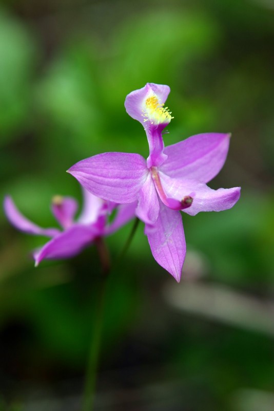 Grass Pink Orchid