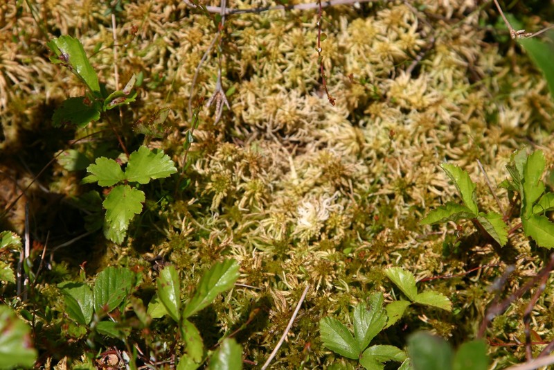 Sphagnum Moss