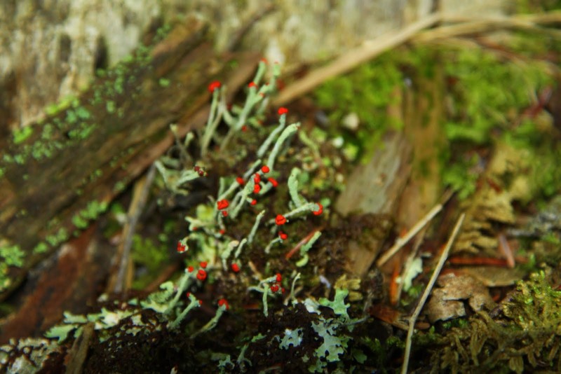 British soldiers lichen