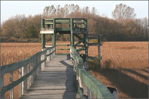 Nature, Wood, Green, Natural landscape