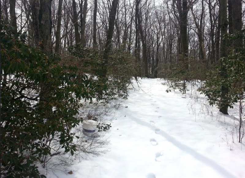 Path in the glen