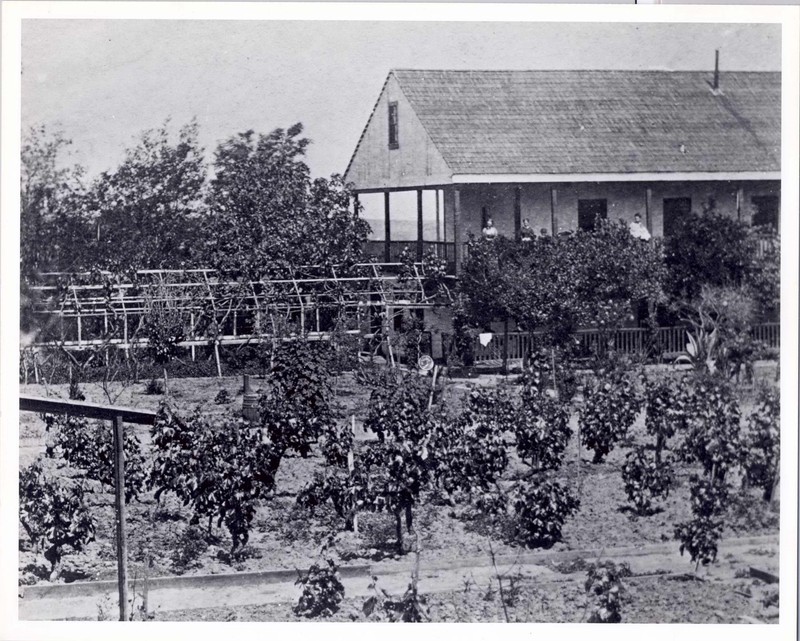 Grape Arbor (1872)