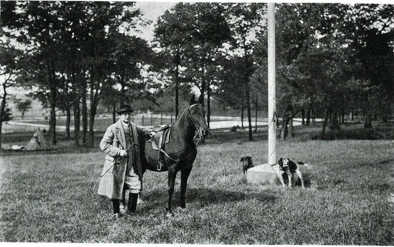 Horse, Plant, Vertebrate, Tree