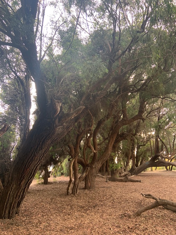 Plant community, Natural landscape, Tree, Wood