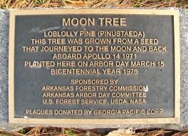 This plaque is found near the base of Fort Smith's Moon tree. This plaque provides viewers with the historical significance of this tree. 