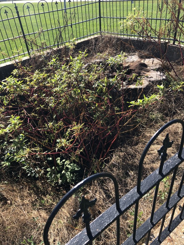 Trees have now grown into wells dug by prisoners.