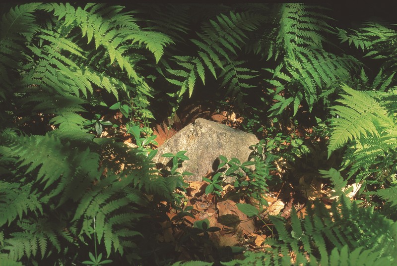 Unlettered Gravestone Among Ferns