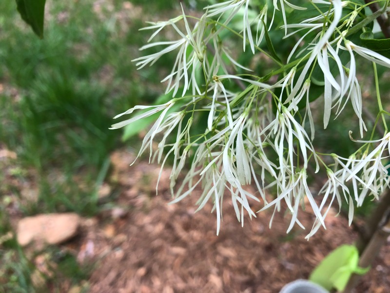 Plant, Larch, Terrestrial plant, Evergreen