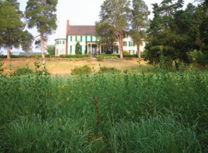 Native Meadow