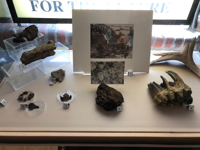 A case that includes some of the actual stomach contents of the mastodon shows how important this discovery was in expanding our understanding of what mastodons ate.