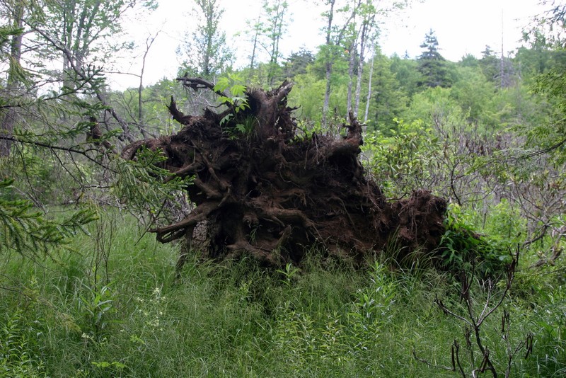 Overturned tree