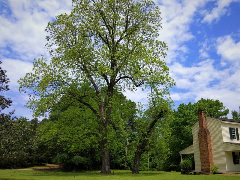 Abraham Block Pecan