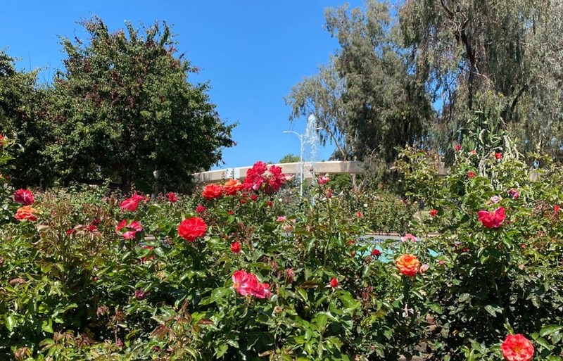 Flower, Plant, Plant community, Sky