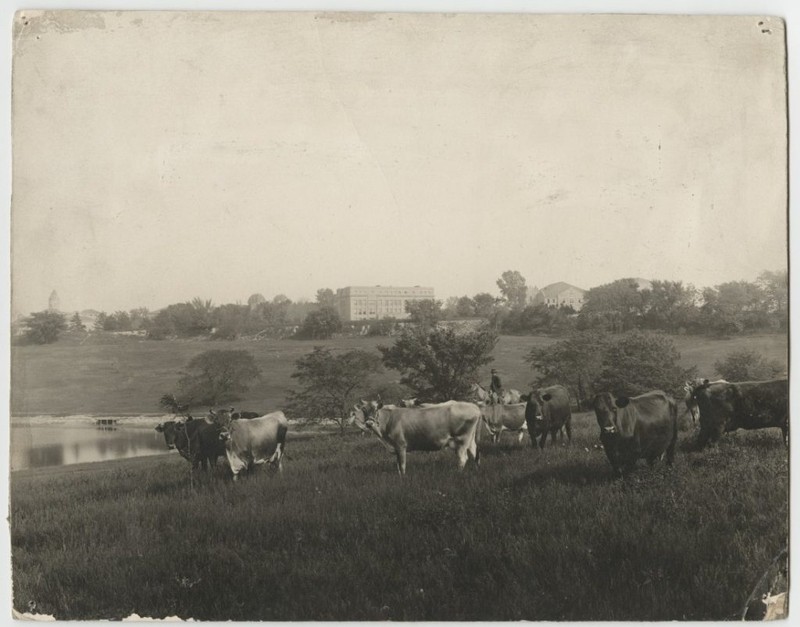 Sky, Working animal, Tree, Grassland