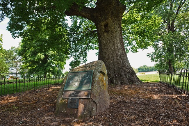 Tree, Woody plant, Trunk, Plant