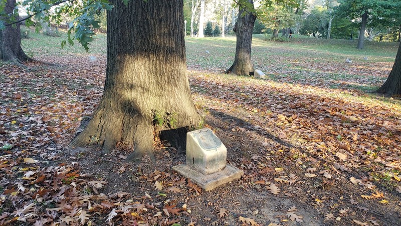 One of the remaining trees with a plaque