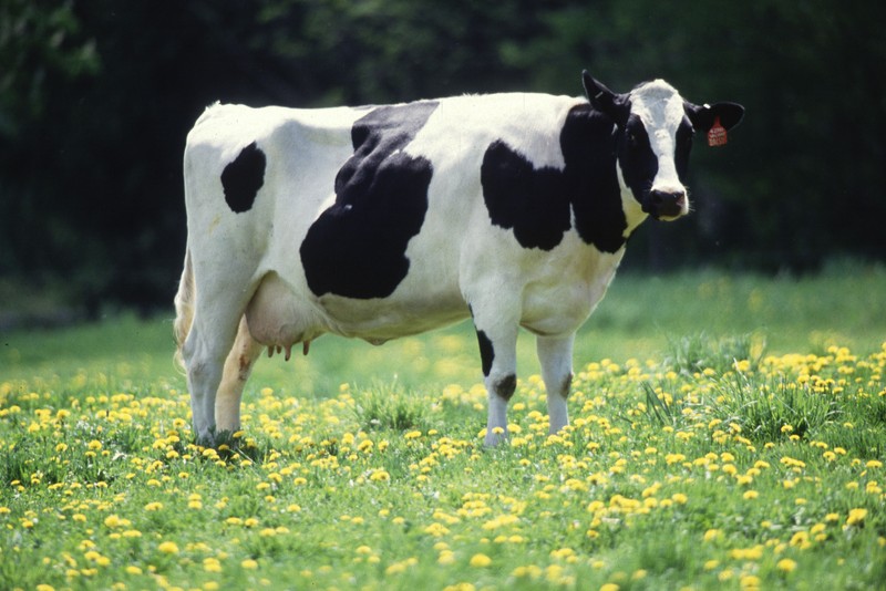 Holstein cows are usually Black and white or red and white in color with a spotted pattern that is unique to each cow. Holstein cows are still the most popular breed for American dairy farms.