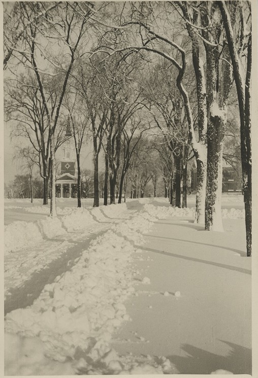 Elm Arch, 1932. Photograph by M.L. Childs