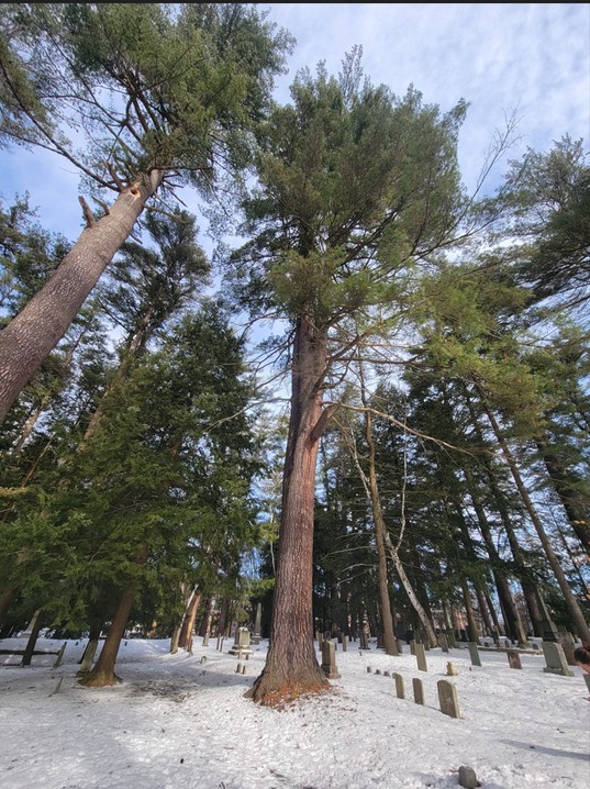 Sky, Larch, Wood, Terrestrial plant