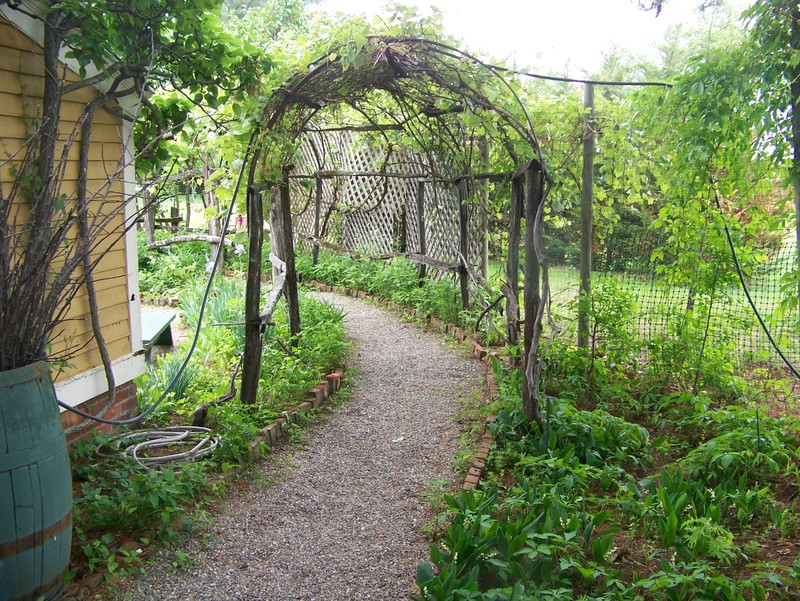 Grape Arbor in Herb Garden