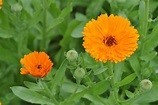 Pot Marigold