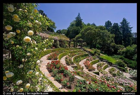 Berkeley Municipal Rose Garden