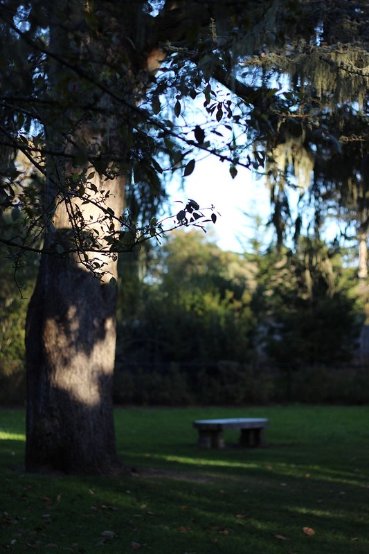 Bench in the Shakespeare Garden, Golden Gate Park