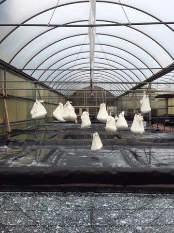 Salt is hung to drain and dry in cotton bags 