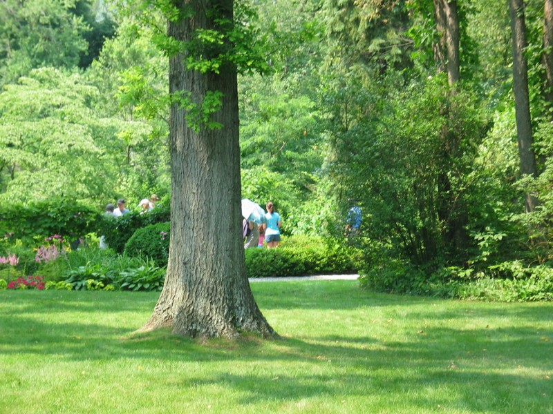 Plant, Green, People in nature, Natural landscape