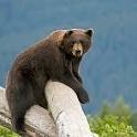 Admiralty Island has more brown bears than all of the other 49 states.