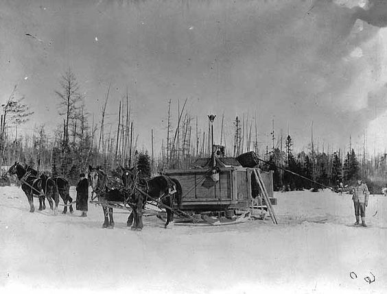 Horse, Sky, Working animal, Snow