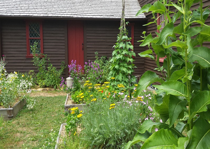 Flower, Plant, Window, Leaf