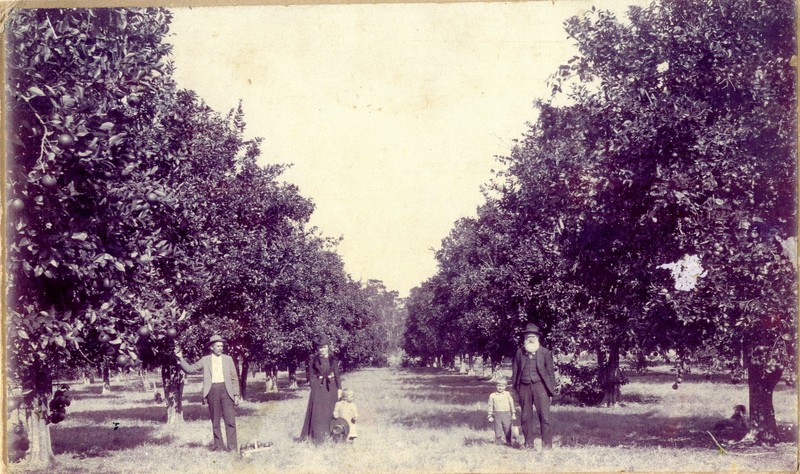 Daniel McMullen, his daughter Nannie McMullen Hardage, her husband, James Hardage, and two children in a citrus grove, Largo, Florida, circa 1905. 