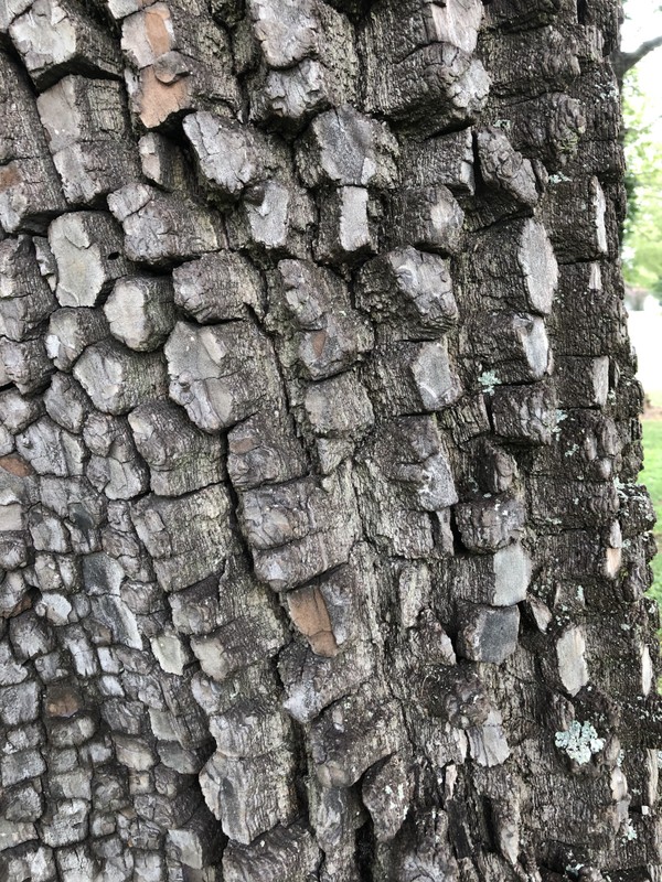 Persimmon Bark