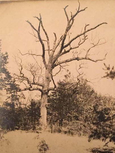 Treaty Oak Still Standing