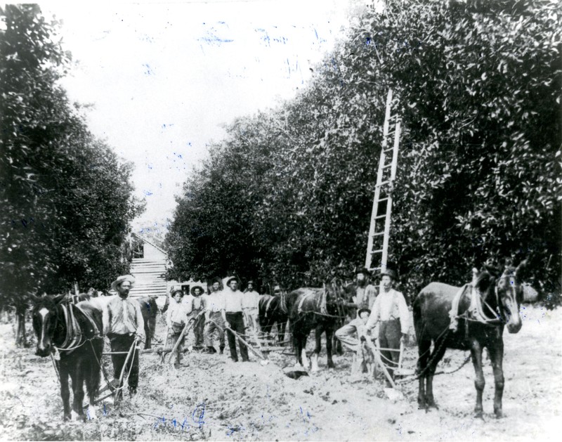James P. McMullen and workers in citrus groves, Clearwater, Florida, circa 1895. 