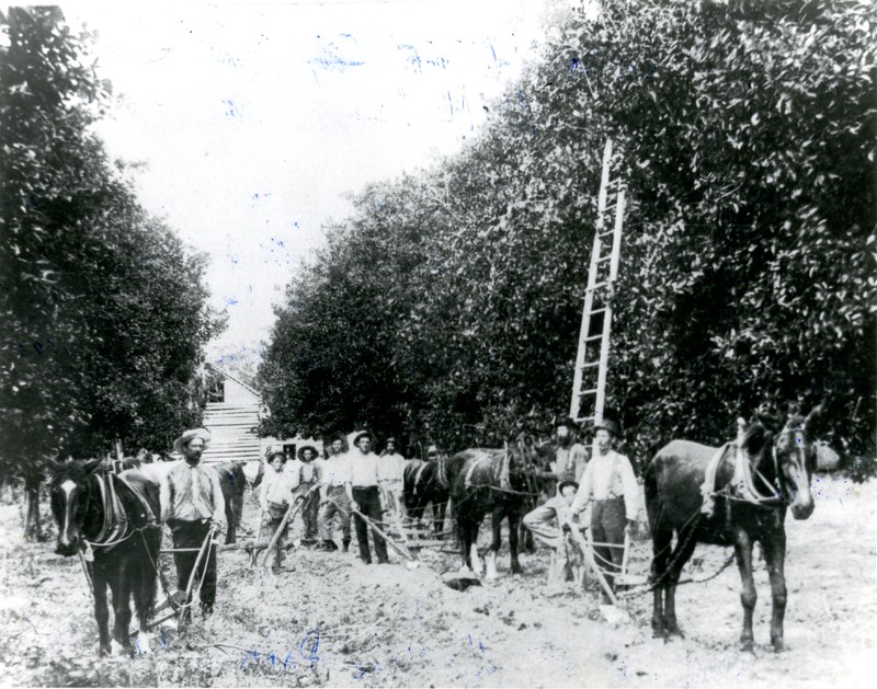 James P. McMullen and workers in citrus groves, Clearwater, Florida, circa 1895.