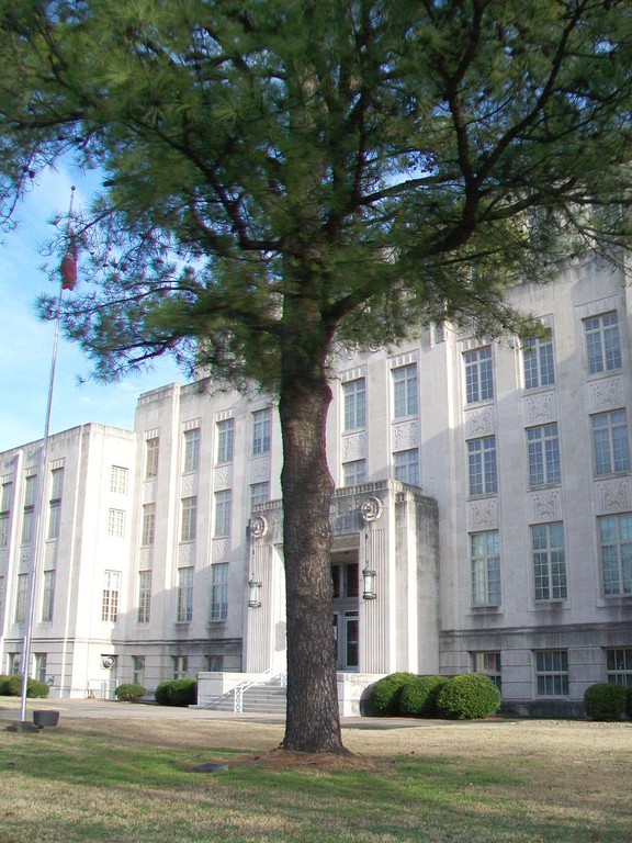 Here stands the fully grown and healthy Loblolly tree. Thanks to it's caretakers it will see a long and healthy lifespan. 