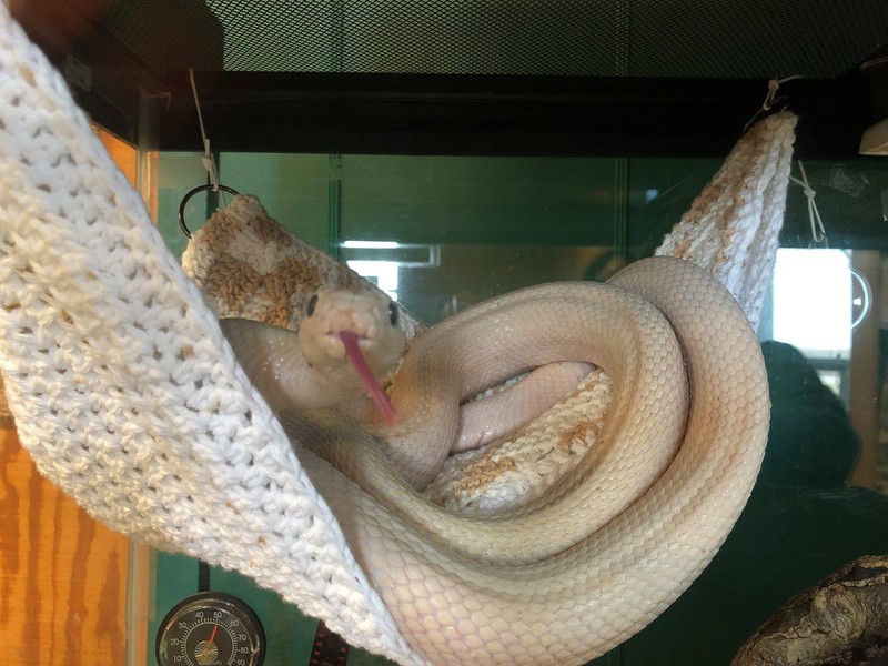 The rat snake, part of the Homer Lake Wildlife Exhibit.