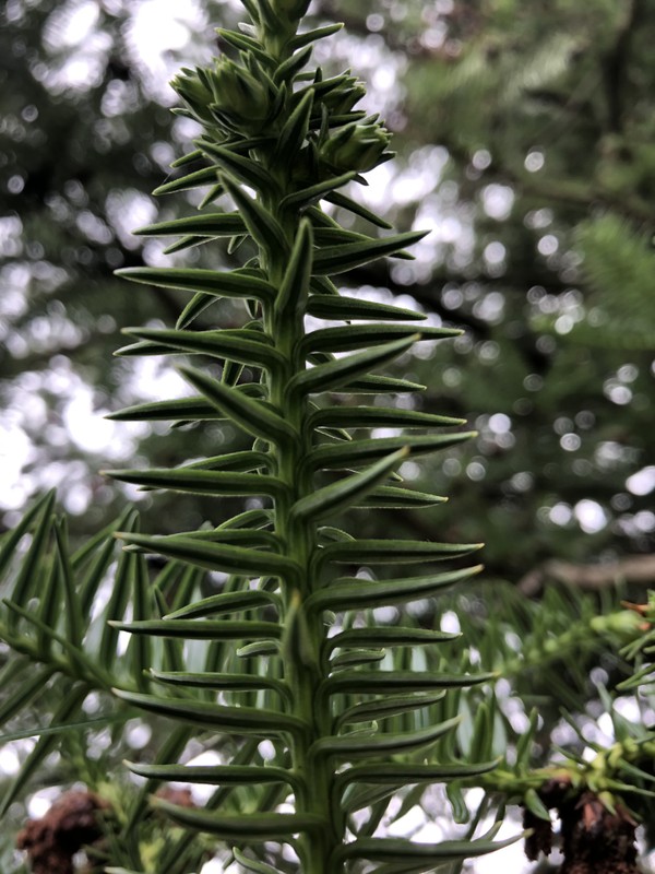 Plant, Larch, Twig, Terrestrial plant