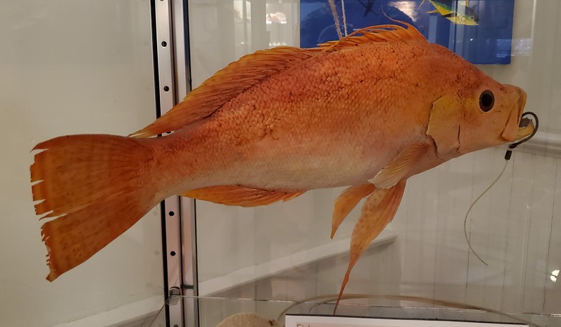 Deep-sea snapper preserved by Captain Blake Banks