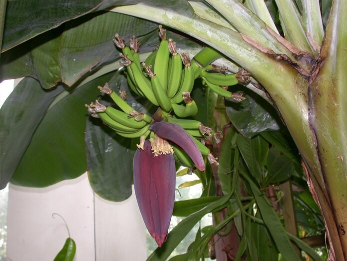 Dwarf Cavendish bananas 