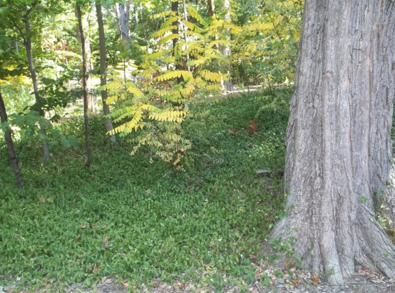 Image of wintercreeper in Dunn's Woods, before chemical spray removal