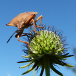 Diagnosemöglichkeiten bei den Windows Azure Web Sites