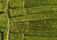 Ecologismo e ideas