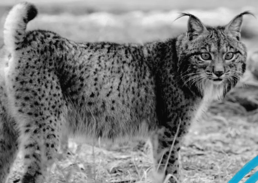 El lince ibérico: éxito del consenso en política medioambiental