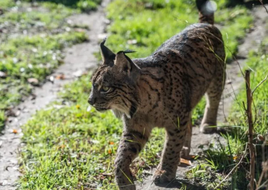 Huffington Post: Reino Unido copia la salvación del lince ibérico en España