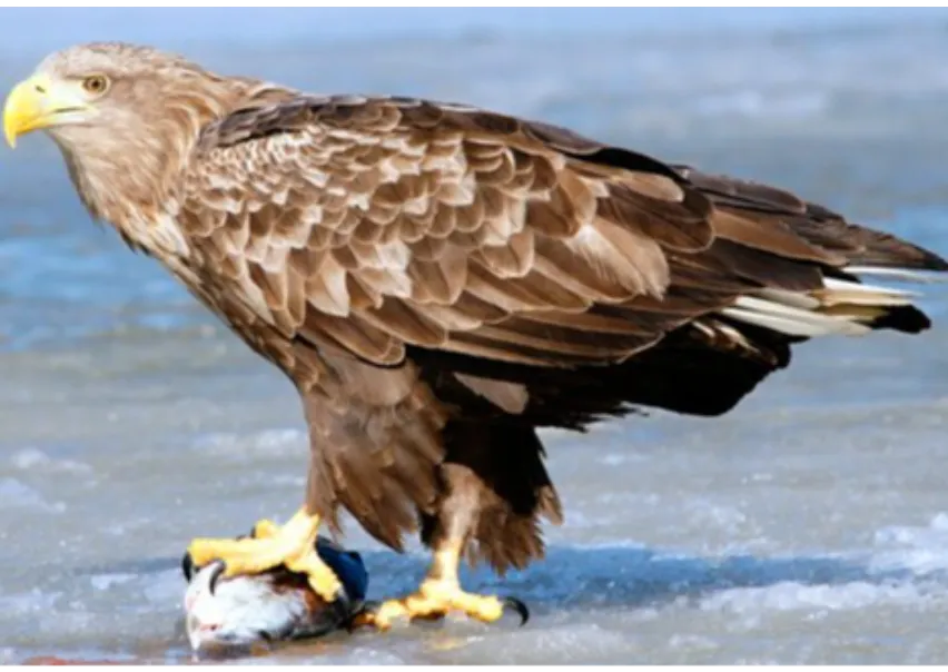 La extinción del águila de cola blanca en Reino Unido y la estrategia para salvar el lince ibérico que dos diputados británicos estudiarán como ejemplo