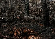 Incendios